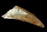 Large, Cretaceous Fossil Crocodile Tooth - Morocco #153403-1